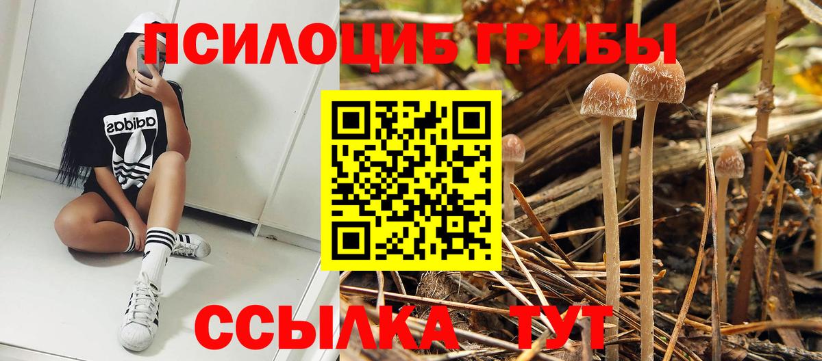 Псилоцибиновые грибы прущие грибы  Вход с VPN  Петрозаводск 